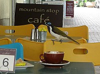 QLD - Pomona - Mountain Stop Cafe visitor (9 Mar 2010)